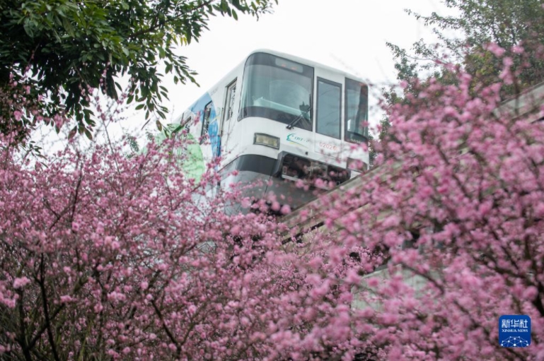 春へ向かって「花の海」走る列車　重慶