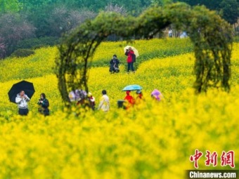 雨の中、満開の菜の花畑で「春」を探す市民　重慶