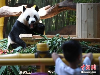 特製月餅で中秋節を祝う三つ子パンダ　広東省広州