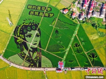 大胆な構図が圧巻！江西省南昌の田んぼアート