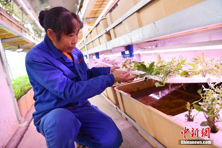 エコ生態循環チェーンを形成する「空中菜園」モデルビル　四川省成都