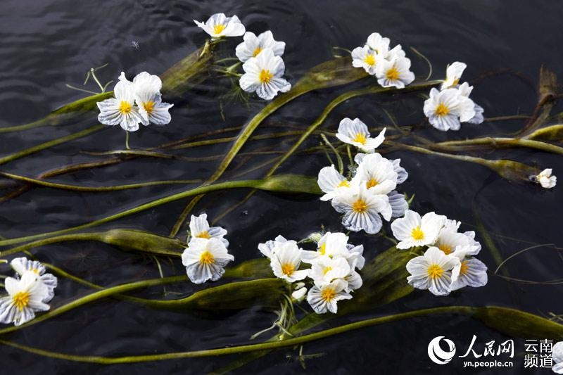 水質のバロメーター「海菜花」が幻想的な花咲かせる 雲南