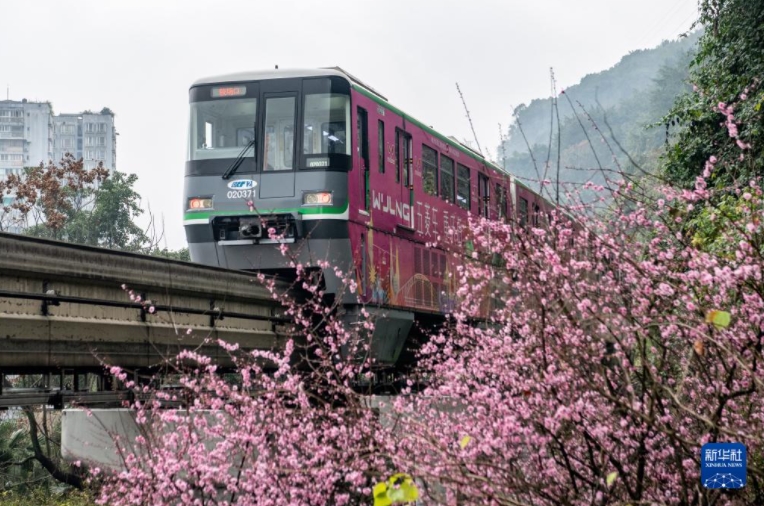 春へ向かって「花の海」走る列車　重慶