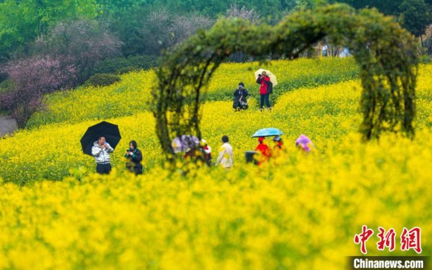 雨の中、満開の菜の花畑で「春」を探す市民　重慶_fororder_重庆1