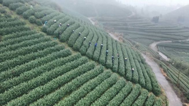 気温上昇で中国各地の農家繁忙_fororder_1.JPG