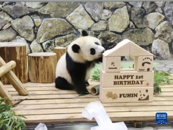 1歳の誕生日を迎えた赤ちゃんパンダの「楓浜」　日本和歌山県