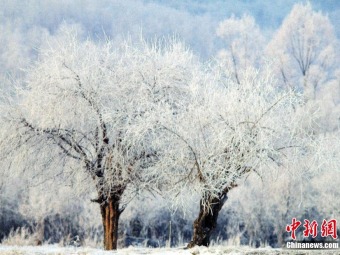 今年初めての霧氷が観測された内蒙古・アルグン