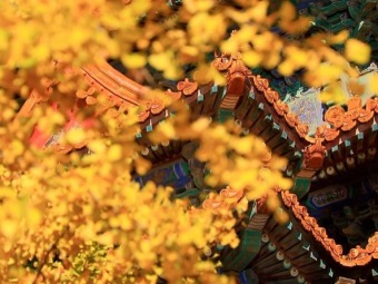 秋色の故宮角楼　引き立て合う神獣とイチョウの黄葉　北京