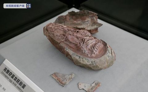 恐竜の卵の化石 胎児の姿勢は現代の鳥類と酷似_中国国際放送局