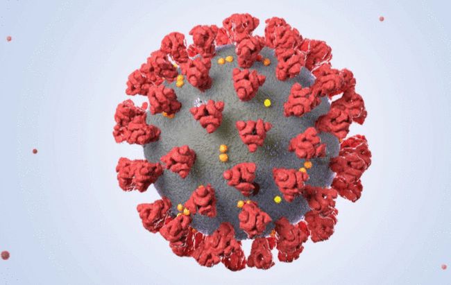 米医療ニュースサイト「新型コロナウイルスは動物由来の可能性が高い」