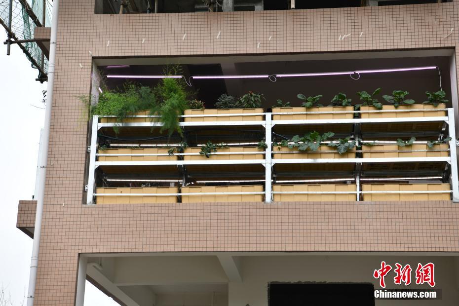 エコ生態循環チェーンを形成する「空中菜園」モデルビル　四川省成都