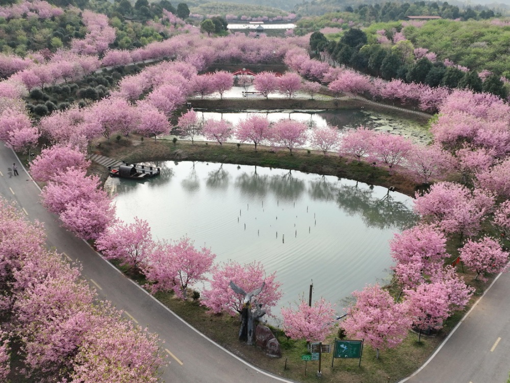 春爛漫、満開の桜　湖南省常寧市
