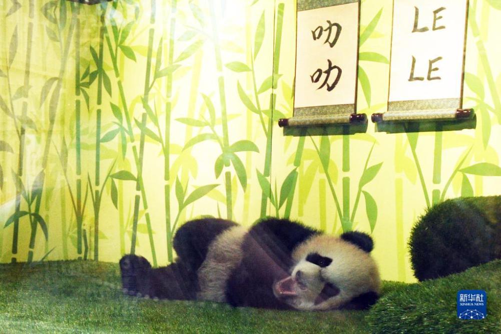 シンガポールで初めて生まれた赤ちゃんパンダの一般公開スタート