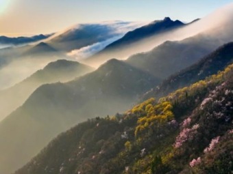 200ヘクタールにわたり自生する桜が花開く　安徽省寧国