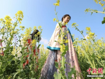 観光客を魅了する金海雪山の菜の花畑　貴州省貴定