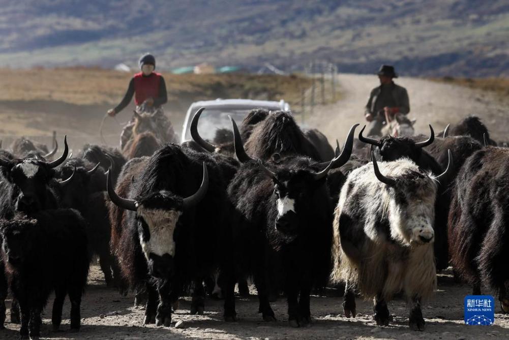 冬牧場への移動始める川西北高原の牧畜民たち　四川省