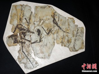 翼竜の「ペリット」の化石を初めて発見！翼竜の食性知る手掛かりに