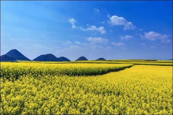 จีนมีพื้นที่ปลูกดอกคาโนลาเพิ่มขึ้น คาดผลผลิตปีนี้เกิน 14.5 ล้านตัน