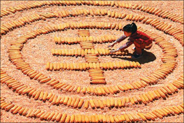 กระทรวงเกษตรและชนบทจีนชี้ ทั่วประเทศทำสถิติสูงสุดอีกครั้งด้านการผลิตธัญญาหารช่วง 3 ไตรมาสแรกปีนี้
