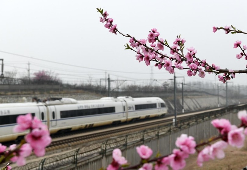 รถไฟจีนวิ่งผ่านทุ่งดอกไม้ในฤดูใบไม้ผลิ