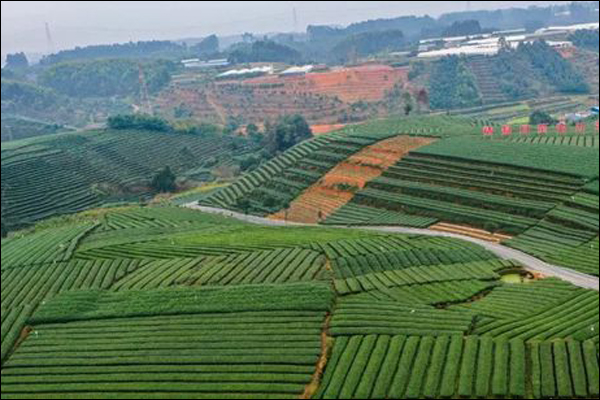 จีนพัฒนาอุตสาหกรรมท้องถิ่นมณฑลเสฉวนส่งออกชาเขียว
