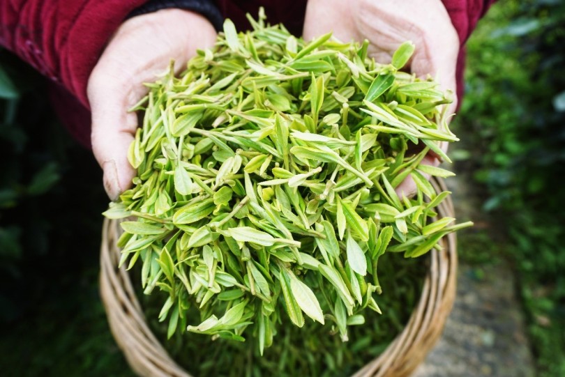 เกษตรกรจีนเร่งมือเก็บผลผลิต“ใบชาหมิงเฉียน”