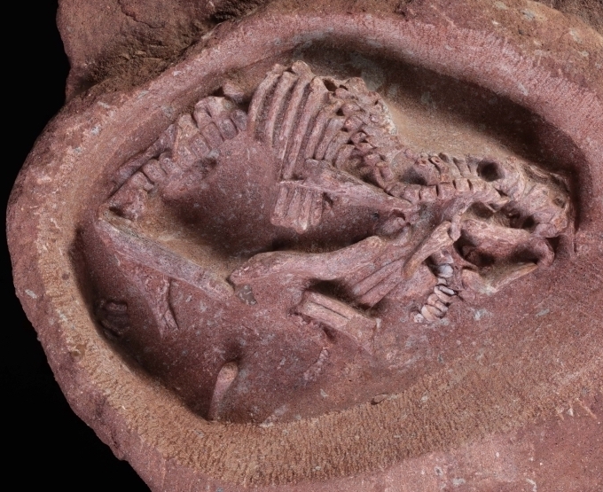 จีนพบฟอสซิลตัวอ่อนไดโนเสาร์ hadrosaur