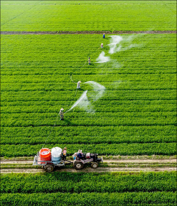 จีนใช้เทคโนโลยีทำการเกษตรทดแทนแรงงานคน