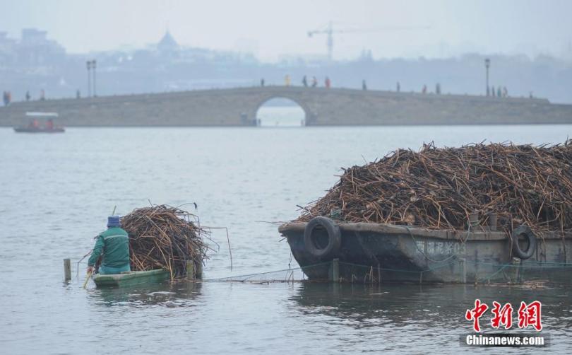 ทะเลสาบซีหู เมืองหางโจว ตัดใบบัวเพื่อช่วยใบใหม่โตขึ้น
