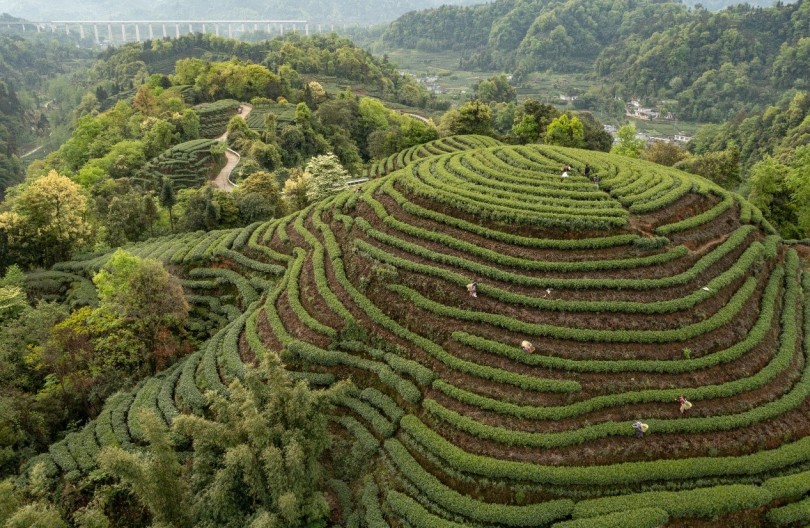 เกษตรกรจีนเร่งมือเก็บผลผลิต“ใบชาหมิงเฉียน”